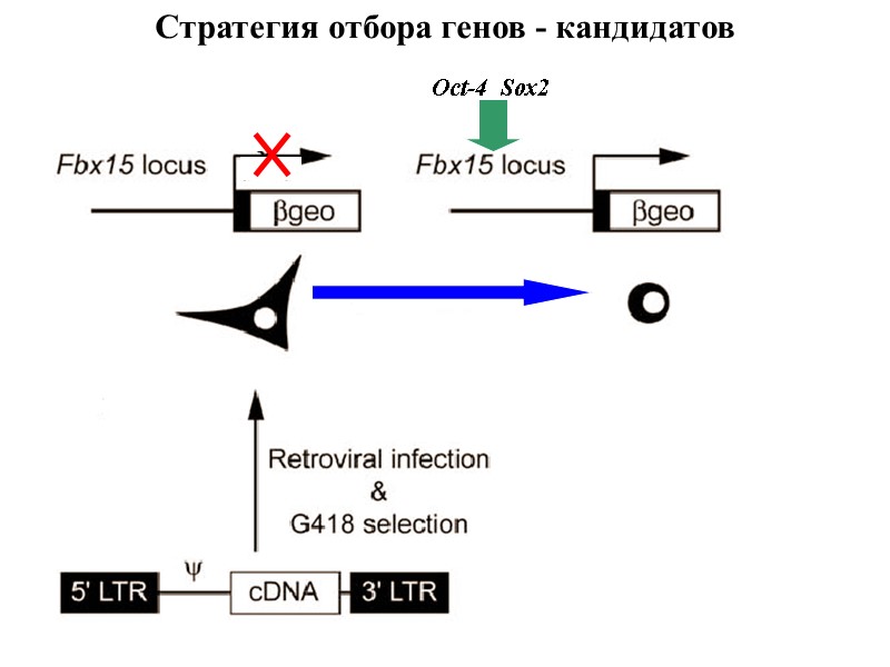 MEF iPS Oct-4  Sox2 Стратегия отбора генов - кандидатов
